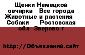 Щенки Немецкой овчарки - Все города Животные и растения » Собаки   . Ростовская обл.,Зверево г.